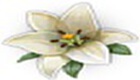 御<font color='red'>花園</font>
