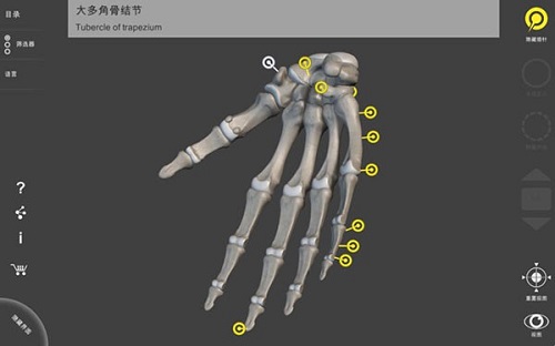 骨骼系统Mac