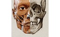 艺术家之3D解剖图