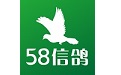 58信鸽