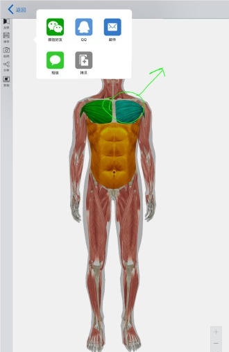 3D人体模型